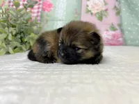 Italy -AKC , a male Pomeranian for sale in Lexington, KY – 1 of 3
