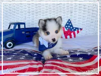 Simon -toy/mini, a male Pomsky for sale in Lexington, KY – 4 of 9