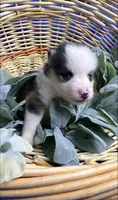 Simon -toy/mini, a male Pomsky for sale in Lexington, KY – 3 of 5