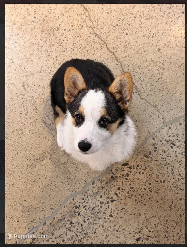 Bell, a female Pembroke Welsh Corgi for sale in Lexington, KY – Photo 1 of 5