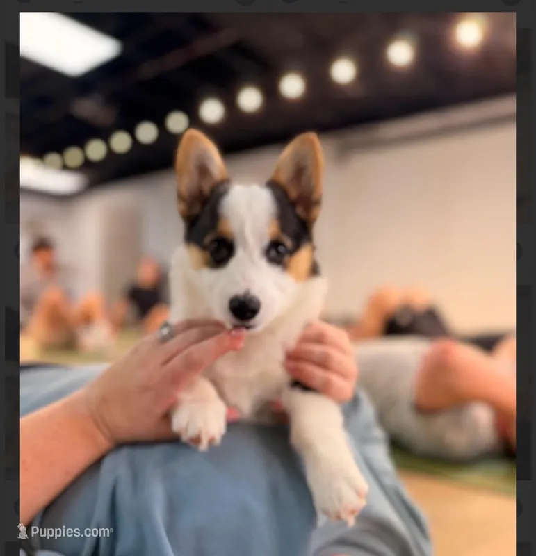 Bell – Pembroke Welsh Corgi puppy on hold in Lexington, KY