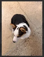 Bell, a female Pembroke Welsh Corgi for sale in Lexington, KY – Photo 2 of 5