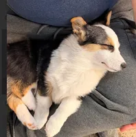 Bell, a female Pembroke Welsh Corgi for sale in Lexington, KY – Photo 3 of 5