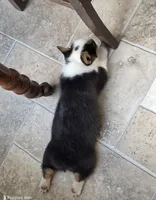 Bell, a female Pembroke Welsh Corgi for sale in Lexington, KY – Photo 5 of 5