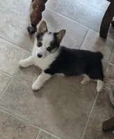 Bell, a female Pembroke Welsh Corgi for sale in Lexington, KY – Photo 4 of 5