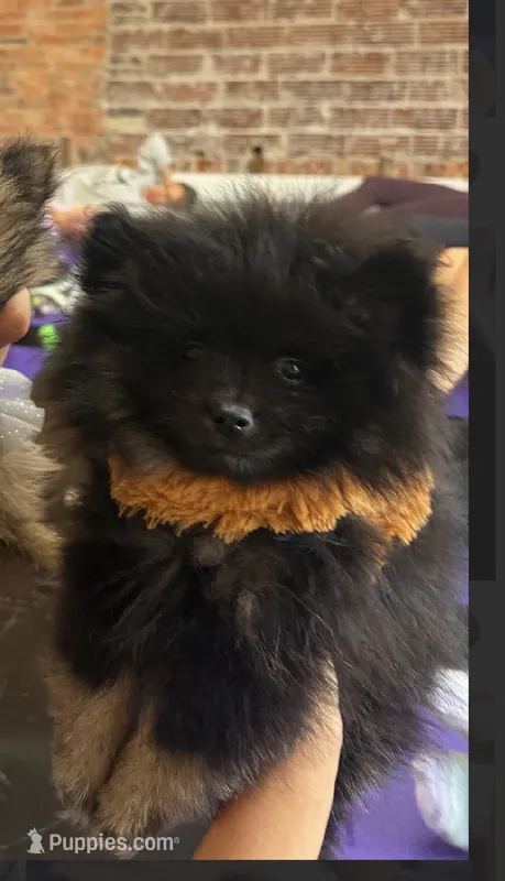 Ikko- AKC – Pomeranian puppy for sale in Lexington, KY