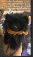 Ikko- AKC-reduced , a male Pomeranian for sale in Lexington, KY – 1 of 10