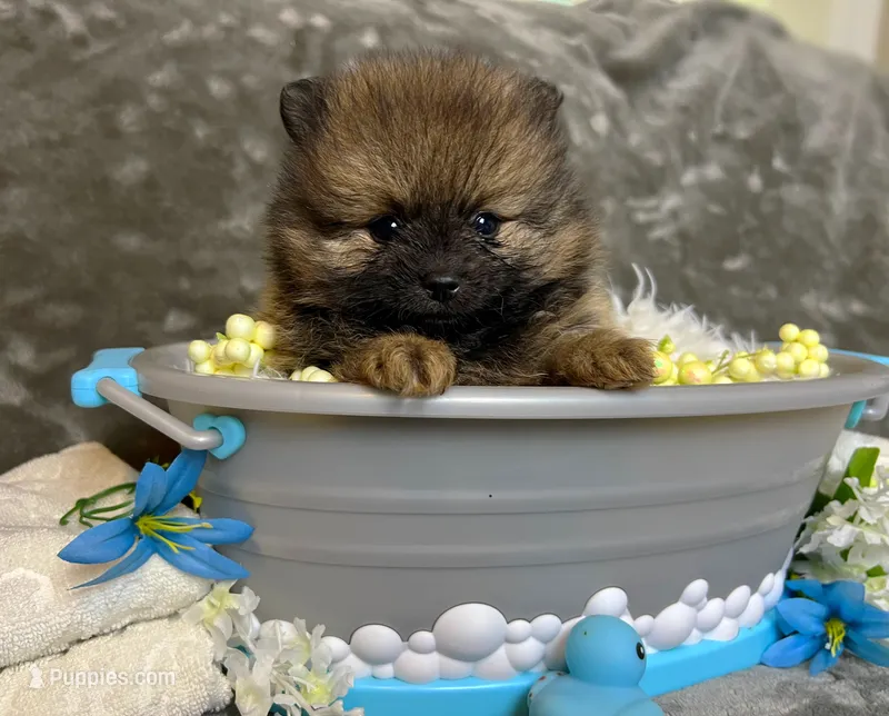 Italy -AKC  – Pomeranian puppy for sale in Lexington, KY