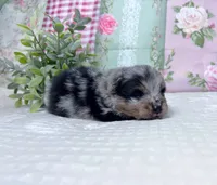 Iggy-AKC, a male Pomeranian for sale in Lexington, KY – 2 of 5