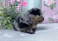 Iggy-AKC, a male Pomeranian for sale in Lexington, KY – 5 of 5