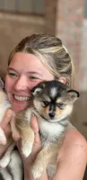 Admira- mini, a female Pomsky for sale in Lexington, KY – 2 of 6