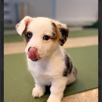 Arlo-blue eyes -reduced, a male Pembroke Welsh Corgi for sale in Lexington, KY – Photo 5 of 9