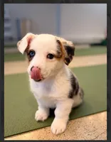 Arlo-blue eyes -reduced, a male Pembroke Welsh Corgi for sale in Lexington, KY – Photo 5 of 9
