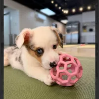 Arlo-blue eyes -reduced, a male Pembroke Welsh Corgi for sale in Lexington, KY – Photo 2 of 9