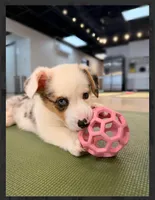 Arlo-blue eyes -reduced, a male Pembroke Welsh Corgi for sale in Lexington, KY – Photo 2 of 9