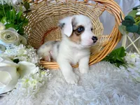 Arlo, a male Pembroke Welsh Corgi for sale in Lexington, KY – Photo 4 of 4