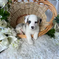 Arlo-blue eyes -reduced, a male Pembroke Welsh Corgi for sale in Lexington, KY – Photo 9 of 9