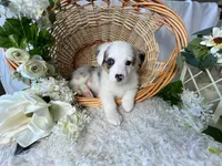 Arlo, a male Pembroke Welsh Corgi for sale in Lexington, KY – Photo 3 of 4