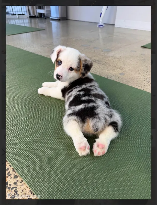 Arlo-blue eyes -reduced