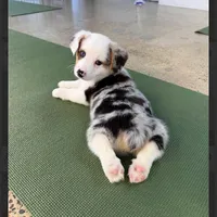 Arlo-blue eyes -reduced, a male Pembroke Welsh Corgi for sale in Lexington, KY – Photo 1 of 9