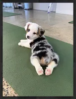 Arlo-blue eyes -reduced, a male Pembroke Welsh Corgi for sale in Lexington, KY – Photo 1 of 9