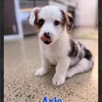 Arlo-blue eyes -reduced, a male Pembroke Welsh Corgi for sale in Lexington, KY – Photo 3 of 9