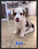 Arlo-blue eyes -reduced, a male Pembroke Welsh Corgi for sale in Lexington, KY – Photo 3 of 9