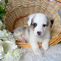 Arlo-blue eyes -reduced, a male Pembroke Welsh Corgi for sale in Lexington, KY – Photo 8 of 9