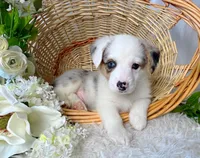 Arlo, a male Pembroke Welsh Corgi for sale in Lexington, KY – Photo 2 of 4