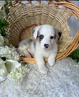 Arlo, a male Pembroke Welsh Corgi for sale in Lexington, KY – Photo 1 of 4