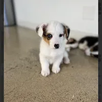 Arlo-blue eyes -reduced, a male Pembroke Welsh Corgi for sale in Lexington, KY – Photo 6 of 9