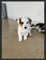 Arlo-blue eyes -reduced, a male Pembroke Welsh Corgi for sale in Lexington, KY – Photo 6 of 9