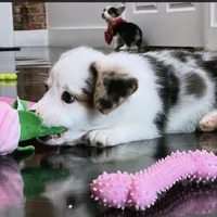 Arlo-blue eyes -reduced, a male Pembroke Welsh Corgi for sale in Lexington, KY – Photo 4 of 9