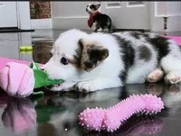 Arlo-blue eyes , a male Pembroke Welsh Corgi for sale in Lexington, KY – Photo 1 of 5