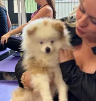 Maui, a male Pomeranian for sale in Lexington, KY – 6 of 6