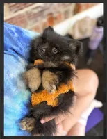 Ikko- AKC-reduced , a male Pomeranian for sale in Lexington, KY – 3 of 10