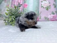 Iggy-AKC, a male Pomeranian for sale in Lexington, KY – 3 of 5