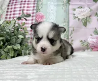 Ace -mini , a male Pomsky for sale in Lexington, KY – 3 of 3