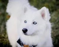 Queen E. , a female Pomsky for sale in Lexington, KY – 3 of 4
