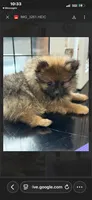 Italy -AKC -reduced, a male Pomeranian for sale in Lexington, KY – 3 of 6