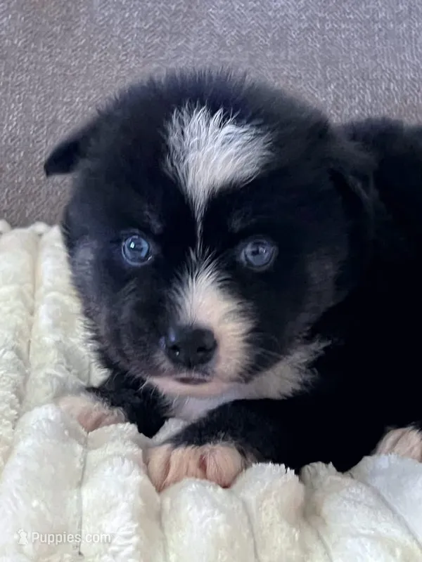 Estrella – Pomsky puppy for sale in Lexington, KY