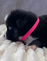 Estrella, a female Pomsky for sale in Lexington, KY – Photo 2 of 2