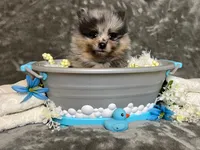 Iggy-AKC, a male Pomeranian for sale in Lexington, KY – 1 of 8