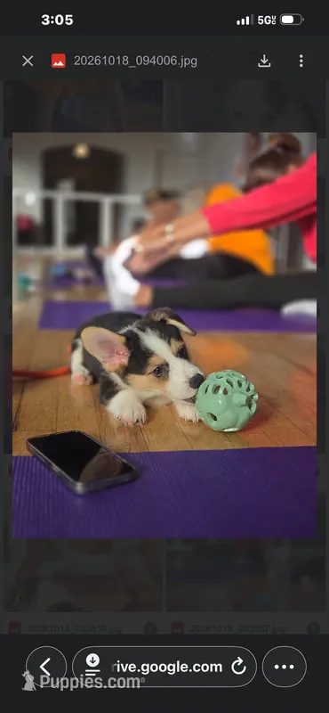 Leo, a male Pembroke Welsh Corgi for sale in Danville, KY – 1 of 4