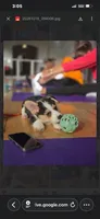 Leo, a male Pembroke Welsh Corgi for sale in Danville, KY – 1 of 4