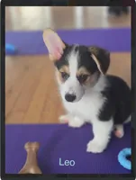Leo, a male Pembroke Welsh Corgi for sale in Danville, KY – 2 of 4