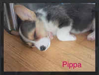 Pippa, a female Pembroke Welsh Corgi for sale in Danville, KY – 2 of 2