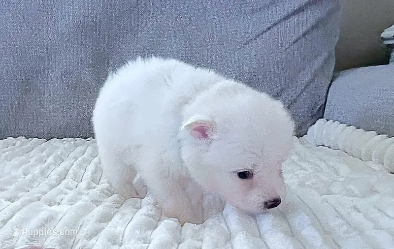Polar – Pomsky puppy for sale in Lexington, KY