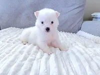 Polar, a male Pomsky for sale in Lexington, KY – Photo 2 of 2