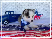 Simon -toy/mini, a male Pomsky for sale in Lexington, KY – 2 of 9
